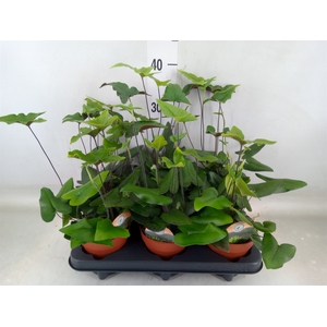 Hemionitis arifolia