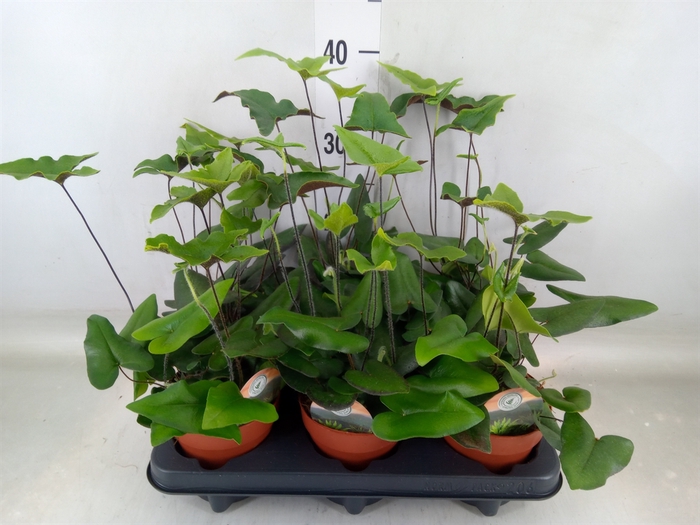 <h4>Hemionitis arifolia</h4>