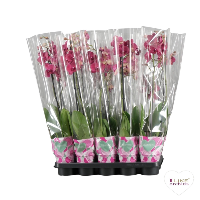 <h4>Phalaenopsis rood - 2 tak 70cm basic</h4>