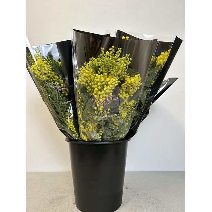 <h4>ACACIA MIRANDOL BS</h4>