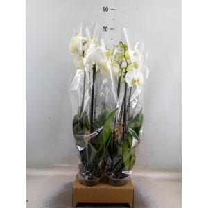 Phalaenopsis   ...white