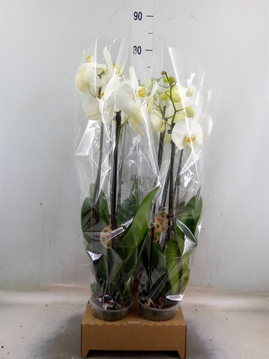 <h4>Phalaenopsis   ...white</h4>