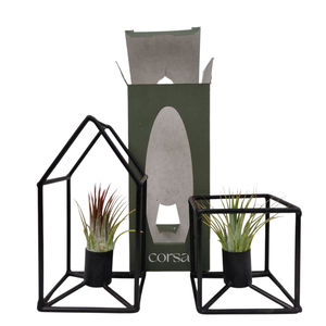 Tillandsia house square frame mix gift package
