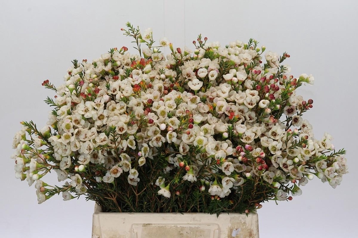 <h4>Chamelaucium Moonlight Delight</h4>