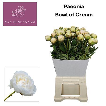 <h4>Paeo L Bowl Of Cream</h4>