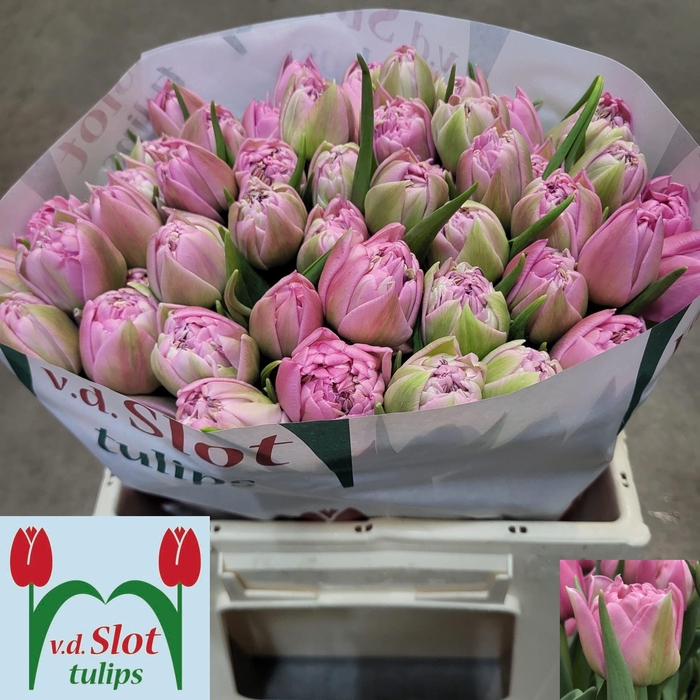 <h4>TU DU DRESSING</h4>