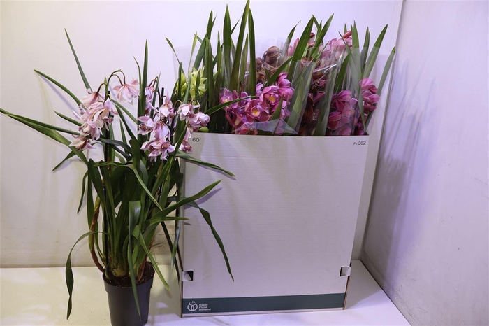 <h4>Cymb Gemengd</h4>