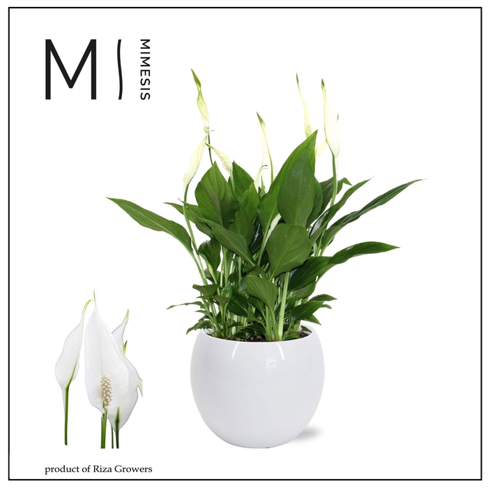 <h4>Mimesis Spathiphyllum Bellini - 13 cm in Bolpot Wit</h4>