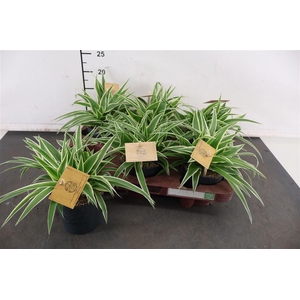 Chlorophytum 10.5 Cm. P. Com. Ocean