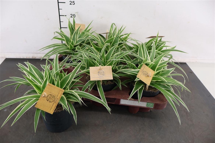 <h4>Chlorophytum 10.5 Cm. P. Com. Ocean</h4>
