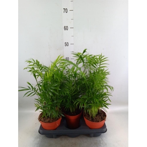 Chamaedorea elegans
