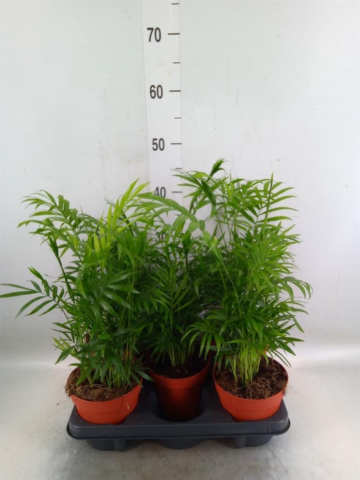 <h4>Chamaedorea elegans</h4>