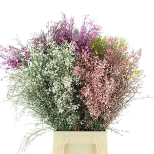 Ginster Mix P Bunch 200gram