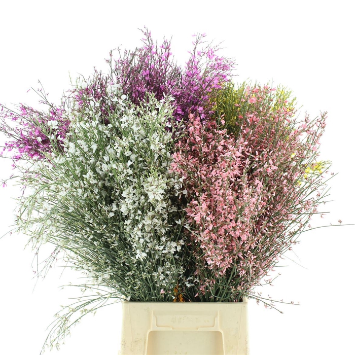 <h4>Ginster Mix P Bunch 200gram</h4>