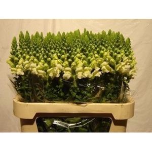 Antirrhinum white