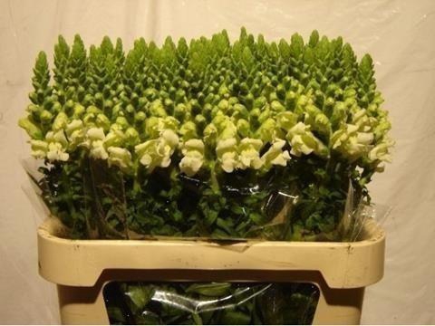 <h4>Antirrhinum white</h4>