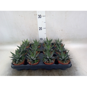 Haworthia fasciala 'Concolor'