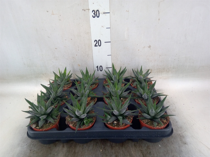 <h4>Haworthia fasciala 'Concolor'</h4>