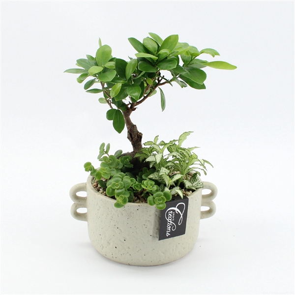 <h4>GRCR-2563 Green Essentials</h4>