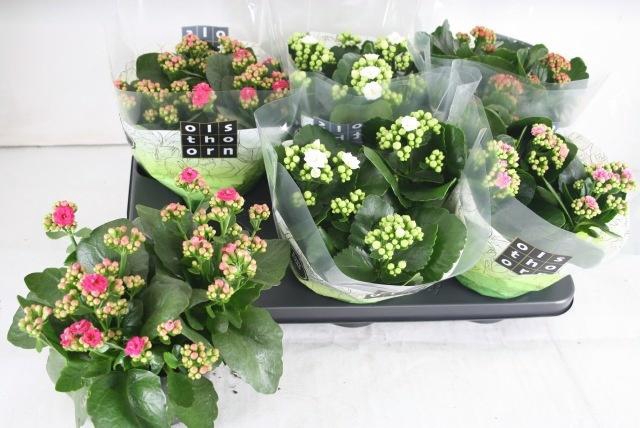 <h4>KAL GE GEM 4 KL</h4>