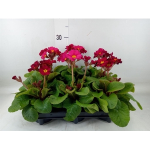 Primula elat. 'Stella Rose'