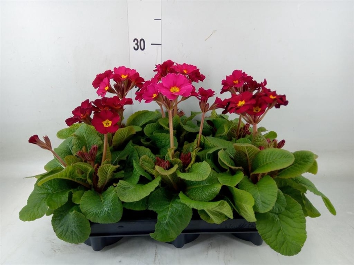 <h4>Primula elat. 'Stella Rose'</h4>