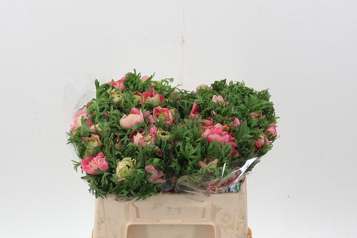 <h4>Anem Co Levan Rosa</h4>