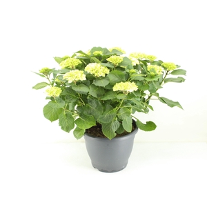 Hydrangea Crystal palace (Hortensia)