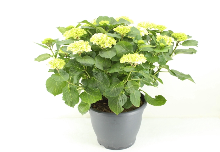 <h4>Hydrangea Crystal palace (Hortensia)</h4>