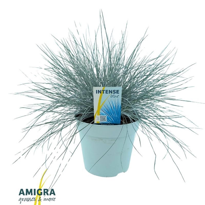 <h4>Festuca Glauca Intense Blue®</h4>