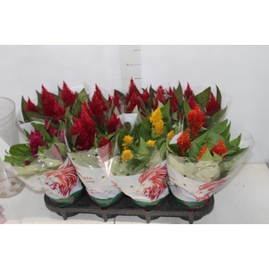 CELOSIA P14 VARIADO