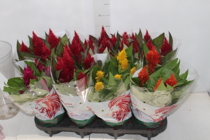 <h4>CELOSIA P14 VARIADO</h4>