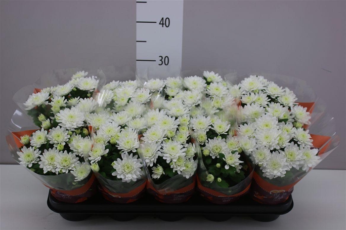 <h4>Chrysanth Brave Rijp</h4>