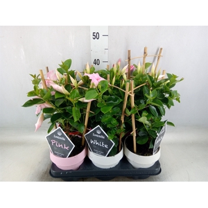 Mandevilla  'Sundavil'   ...mix