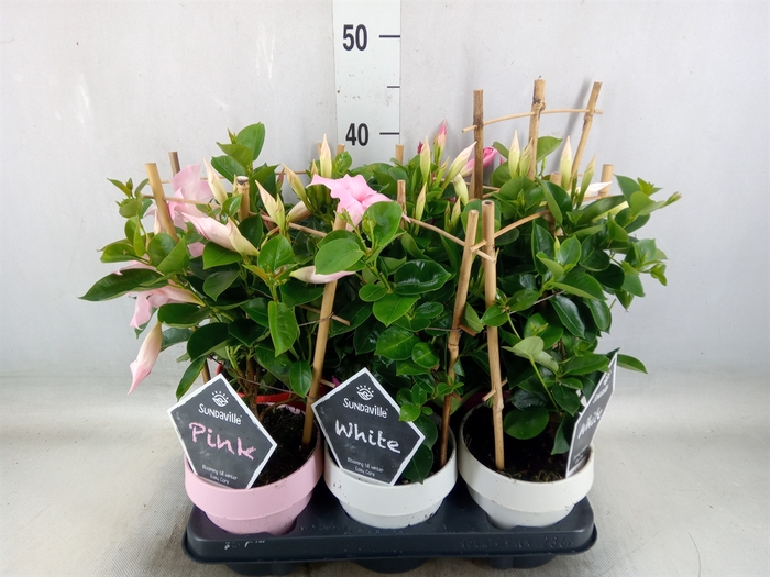 <h4>Mandevilla  'Sundavil'   ...mix</h4>