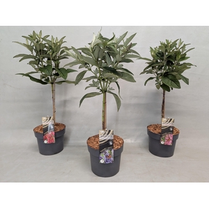 Buddleja 'Butterfly Candy' Mix op stam 19 cm