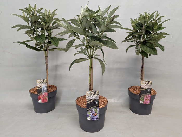 <h4>Buddleja 'Butterfly Candy' Mix op stam 19 cm</h4>