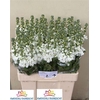 Matth Aida White