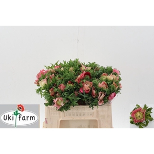 Anem Levante Rossa Chiaro