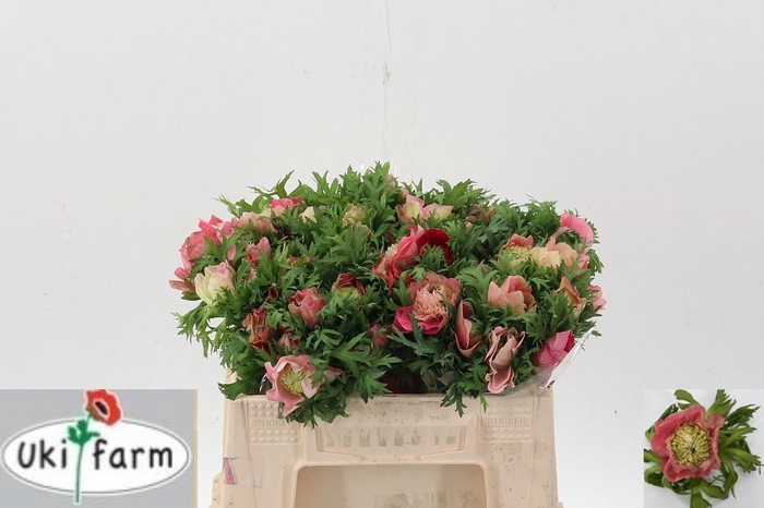 <h4>Anem Levante Rossa Chiaro</h4>