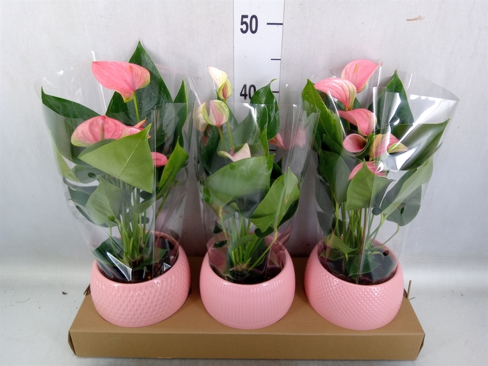 Anthurium   ...mix