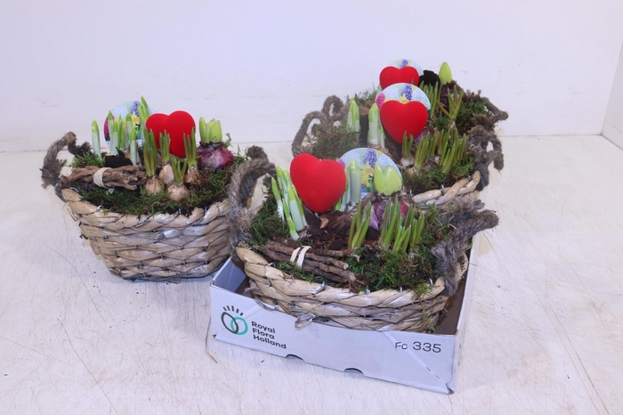 <h4>ARR BOL KNOLGEWAS</h4>