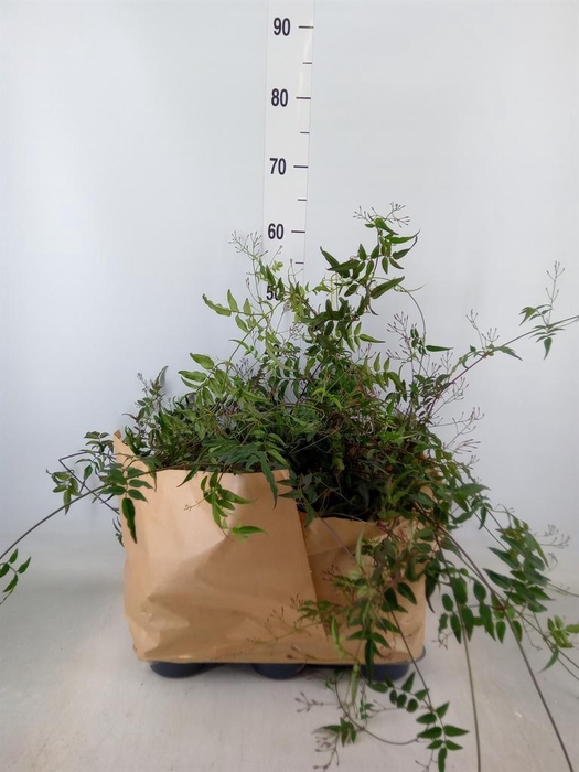 <h4>Jasminum   ...</h4>