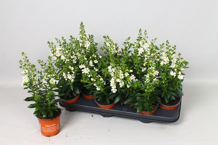 <h4>Ang Angelm White</h4>