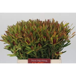 Leucadendron Ayoba Cherry Pearl Spray