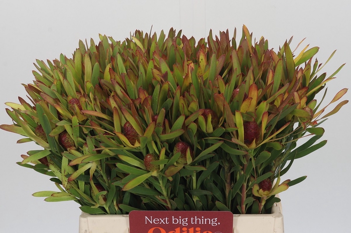 <h4>Leucadendron Ayoba Cherry Pearl Spray</h4>