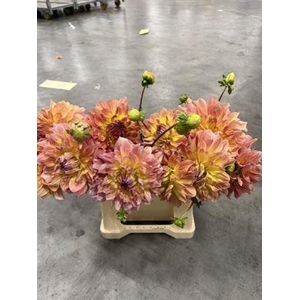 Dahlia Temple Of Beauty