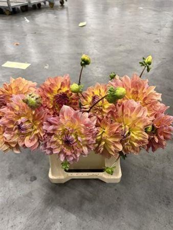<h4>Dahlia Temple Of Beauty</h4>