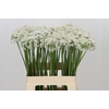 Allium Tuberosum