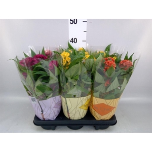 Celosia arg. CR 'Twisted'   ...mix